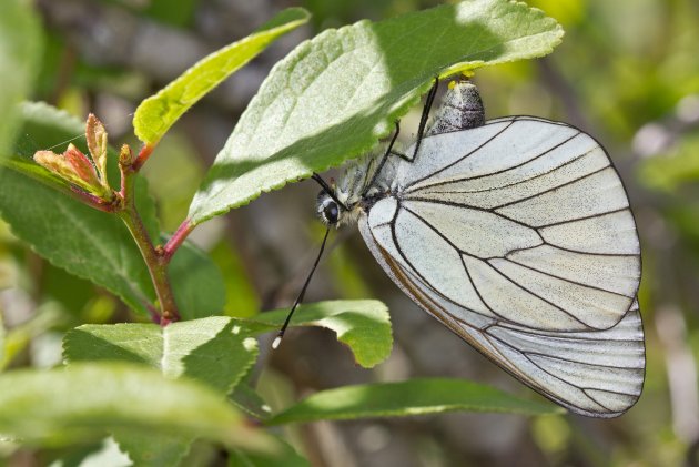 Aporia crataegi 001