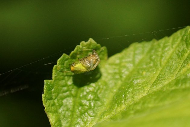 Araniella sp