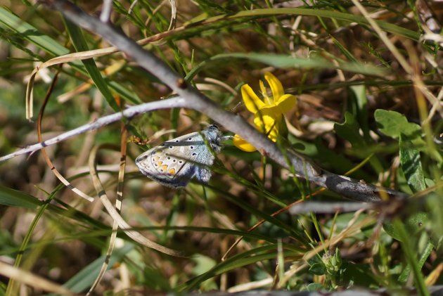 Azuré de la bugrane femmelle Polyommatus icarus