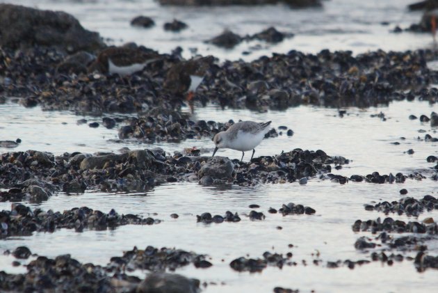 Bécasseaux sanderling sous réserve ambleteuse