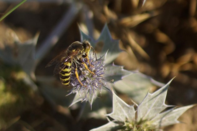 Bembix rostrata