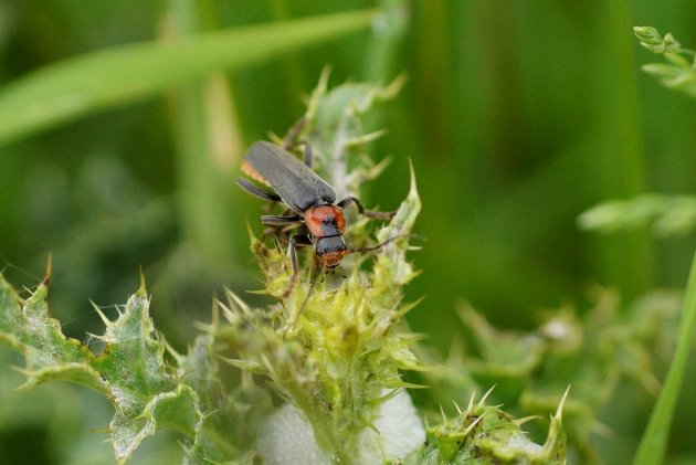 Cantharis fusca