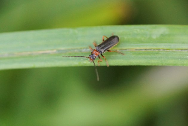 Cantharis sp 2