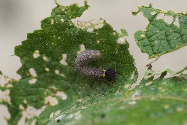 Chenille de l Hespérie de l Alcée Carcharodus alceaeDSC07601