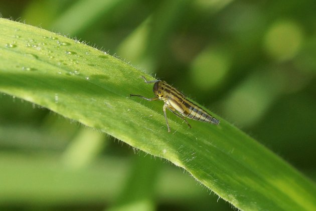 Cicadelle verte juvénile 2