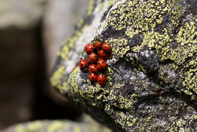 Coccinelles à 7 points