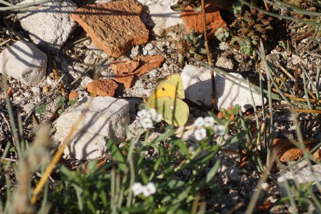 Colias crocea Le Souci sous réserve