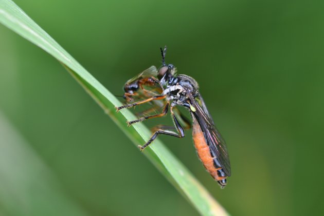 Doctria hyalipennis