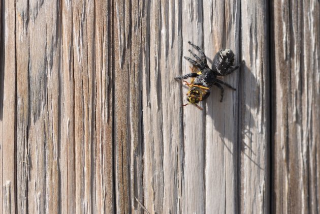 Phidippus sp. (1)