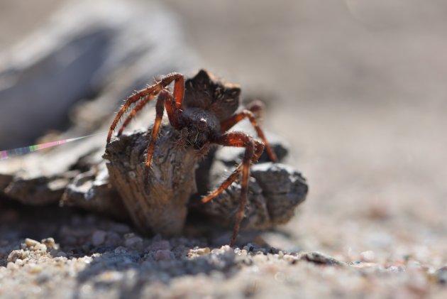 Araneus saevus