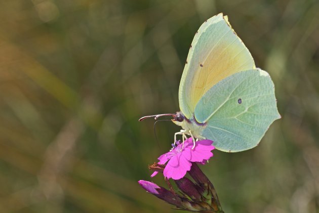 Gonepteryx cleopatra 002