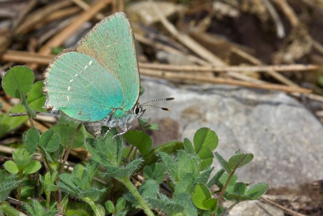 Green Hairstreak Callophrys rubi 001