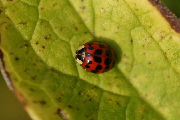 Harmonia axyridis