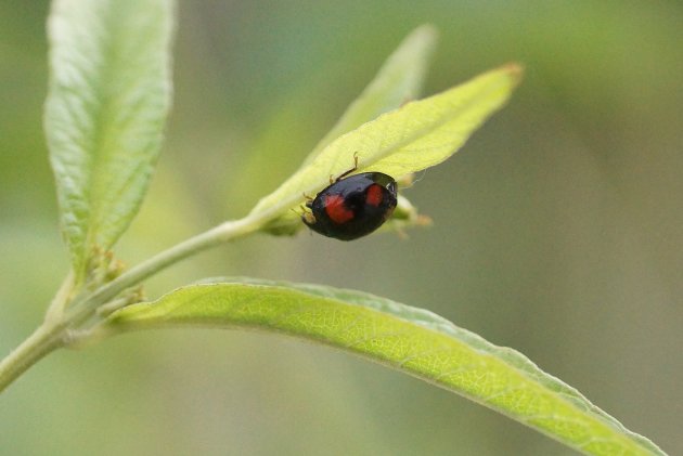 Harmonia axyridis 2