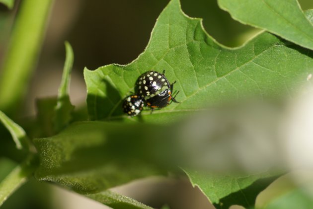 Larves de Punaises