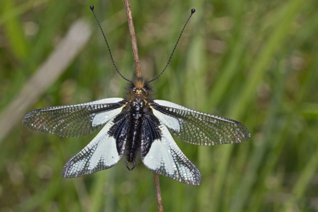 Libelloides coccajus f leucelius