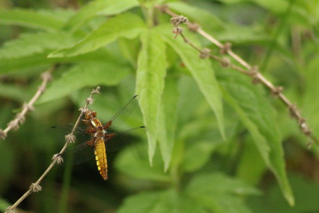 libellula depressa