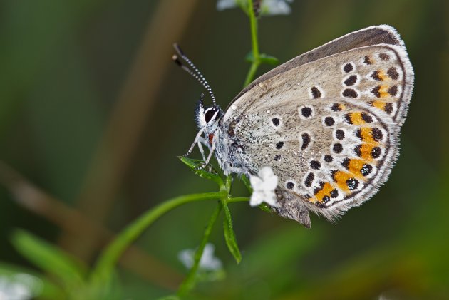 Plebejus argus 005