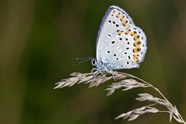 Plebejus argyrognomon 003