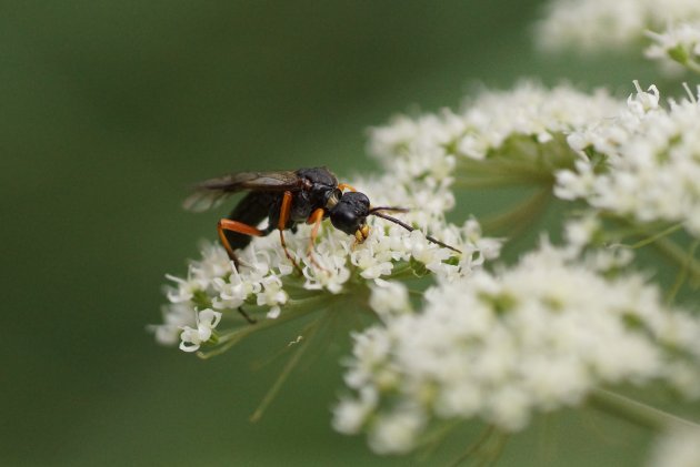 Pseudoamblyteles homocerus 2 sous réserve