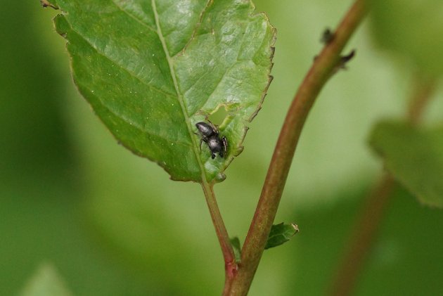 Salticidé sp