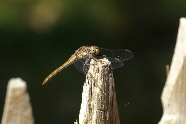 Sympétrum strié Sympetrum striolatum