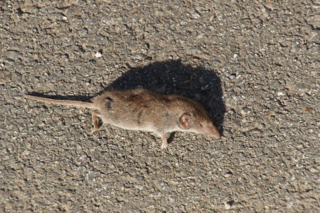 Taupe sous réserve