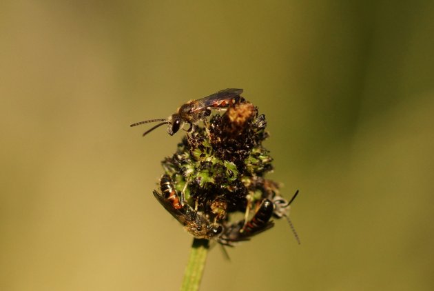 Andrena florea sous réserve