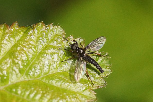 Bibio sp sous réserve