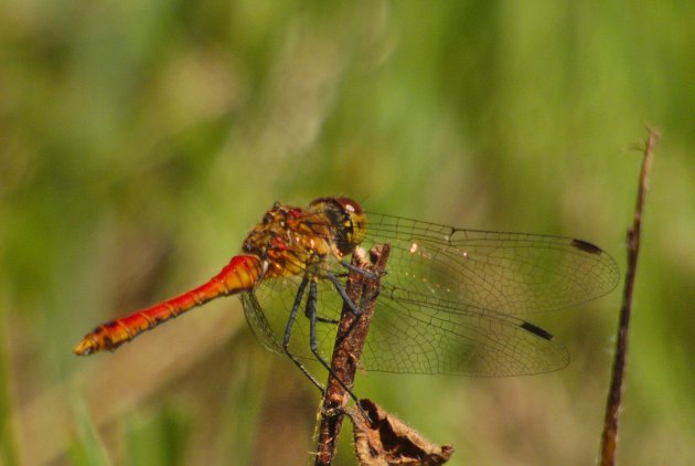 Sympetrum rouge sang Sympetrum sanguineum