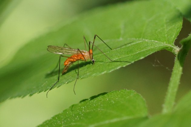 Tipule parasité