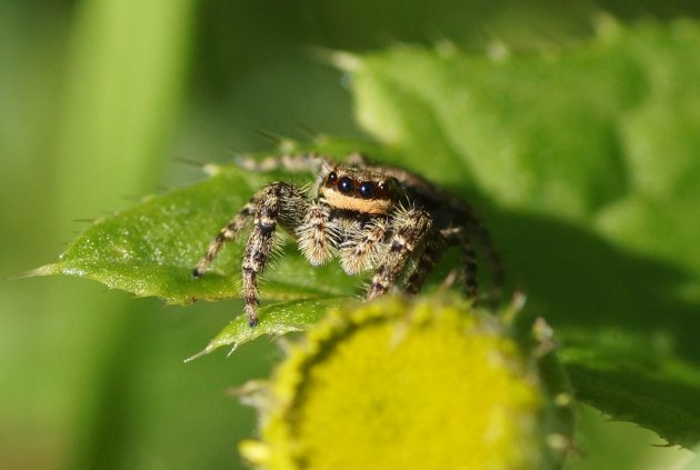 Marpissa mucosa 2