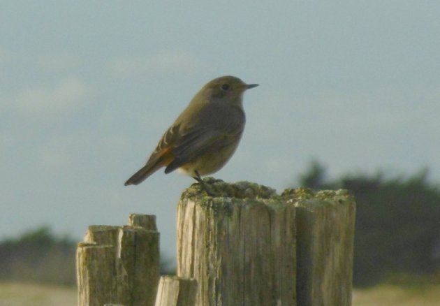 rossignol serrurerie