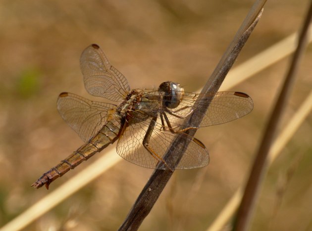 Crocothemis écarlate femelle