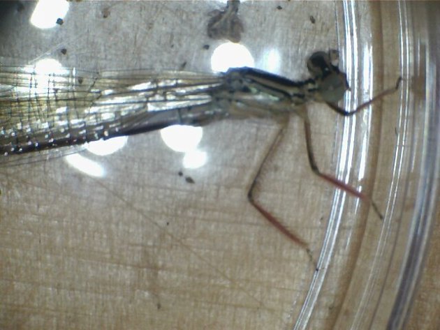 robe demoiselle d'honneur rose pas cher