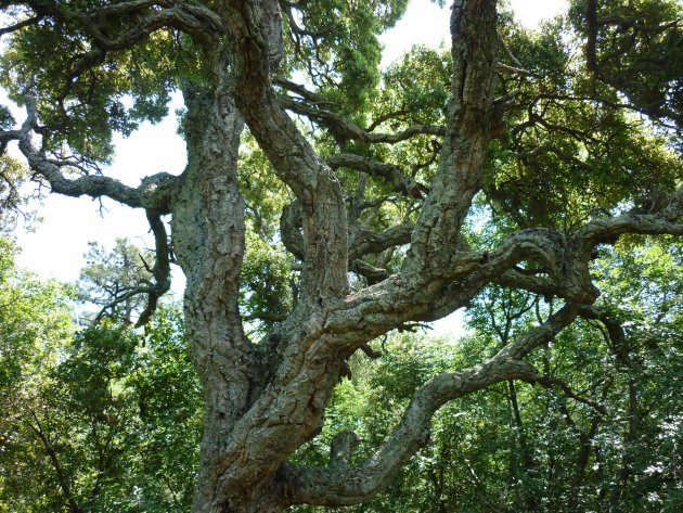 Chêne liège Les Taxinomes