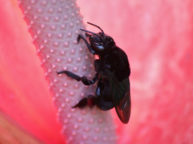 Abelha solitária Euglossina