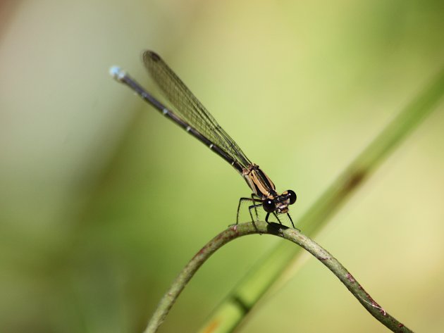 Agria dragonfly