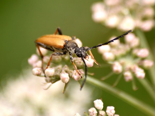 Alosterna tabacicolor