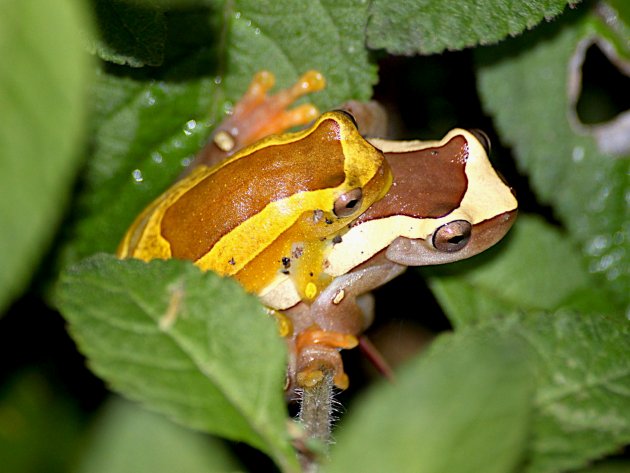 Amplexo de Dendropsophus elegans