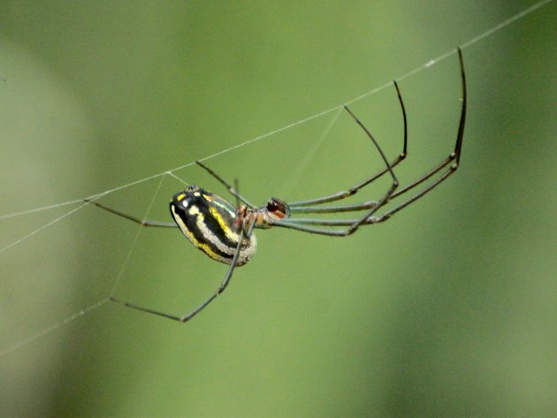 Aranha Leucauge sp