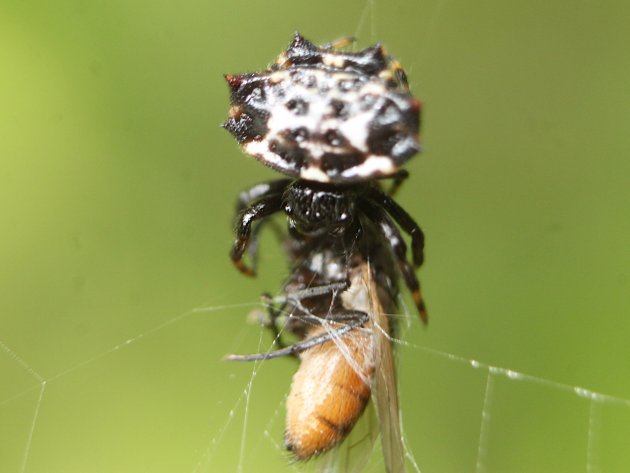 Aranha predando uma mosca