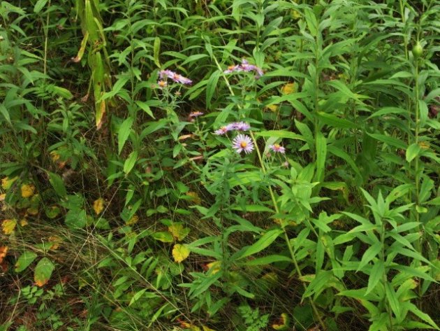 Aster de la Nouvelle Angleterre 20160910