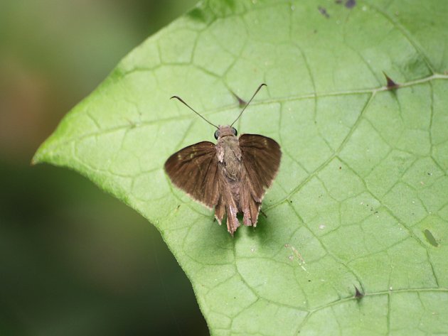 Borboleta marrom