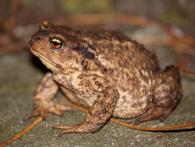 Bufo spinosus