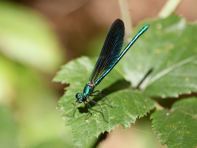 Calopteryx splendens