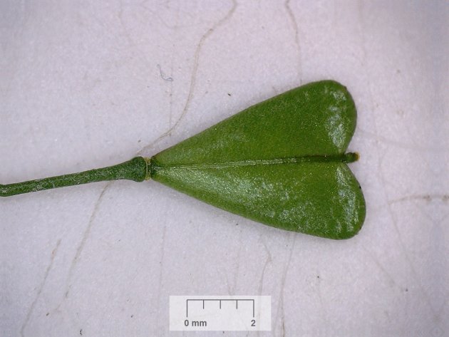 Capselle bourse à pasteur 20160523 fruit