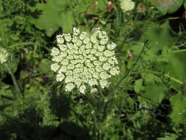 CAROTTE À MOREAU 20160626 A