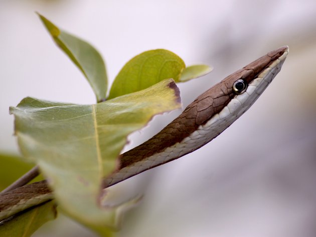 Cobra cipó