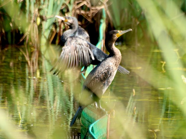 Cormorans